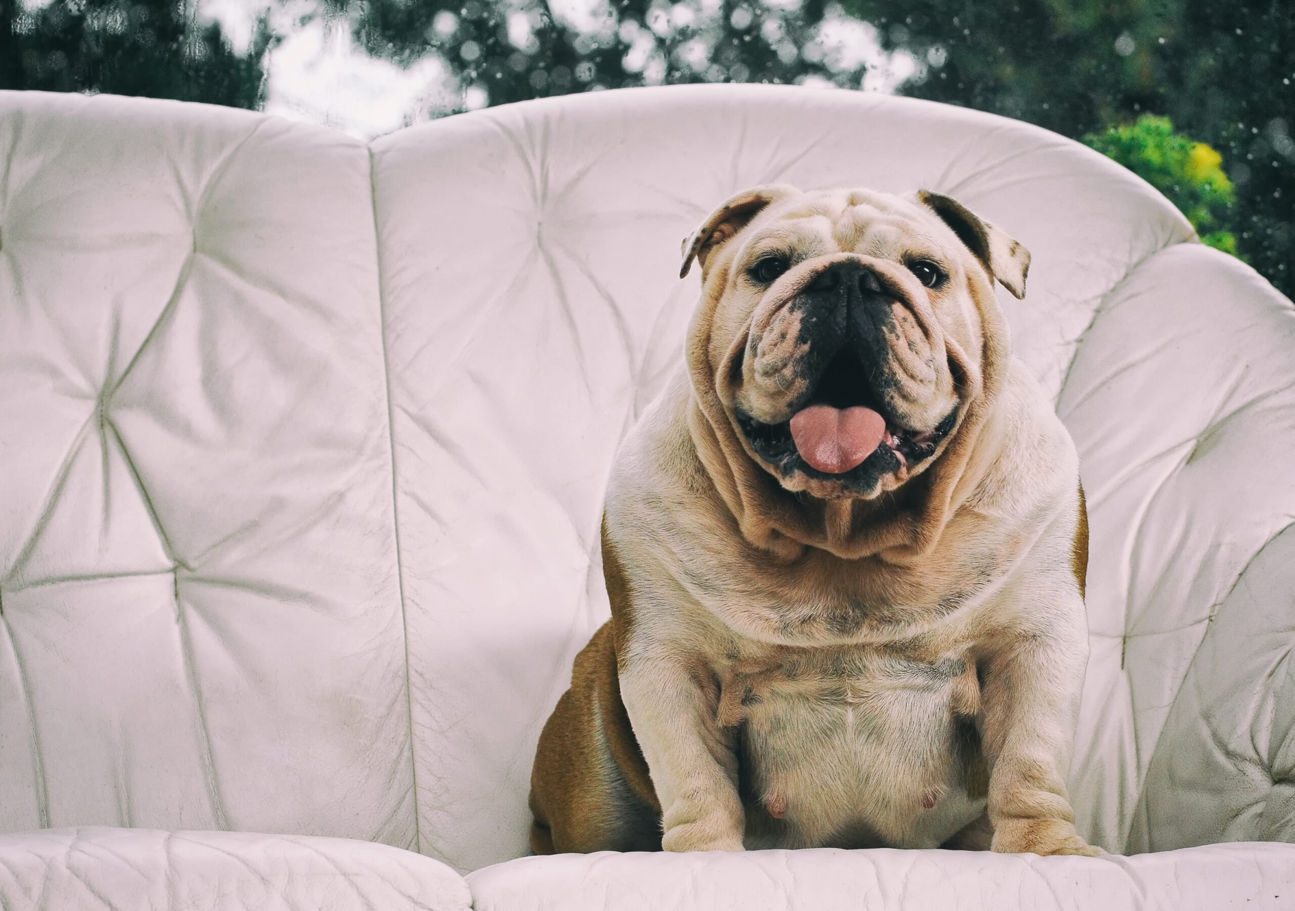 How To Manage Obesity In Dogs That Eat Grapes Not Reference: Obesity In Dogs Causing Reasons Prevention Management