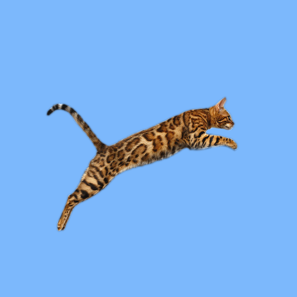 Bengal