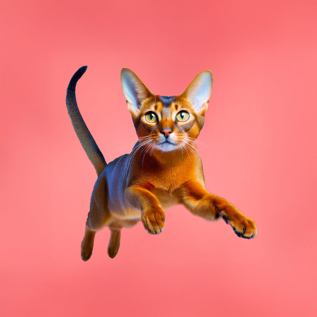 Abyssinian Cat