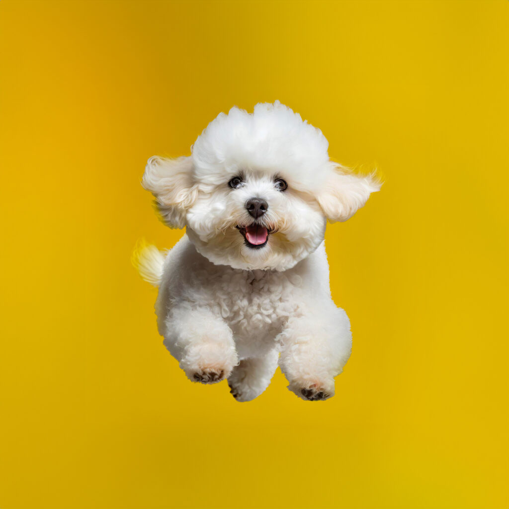 Bichon Frise