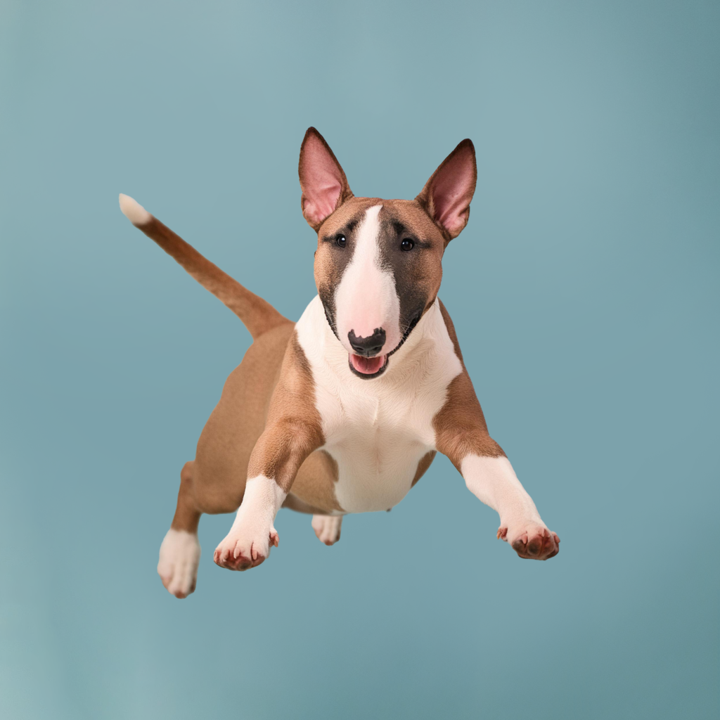 Bull Terrier