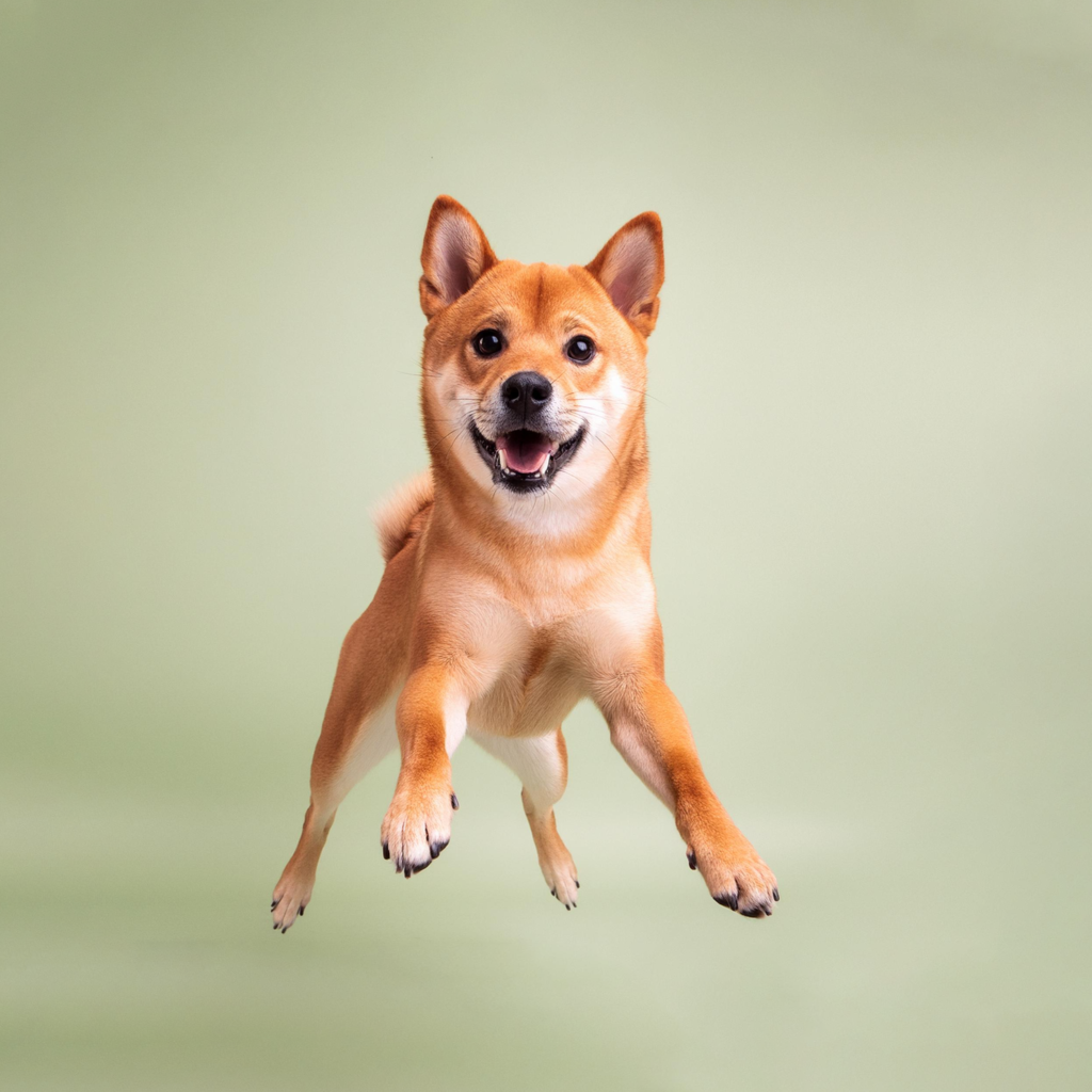 Shiba Inu