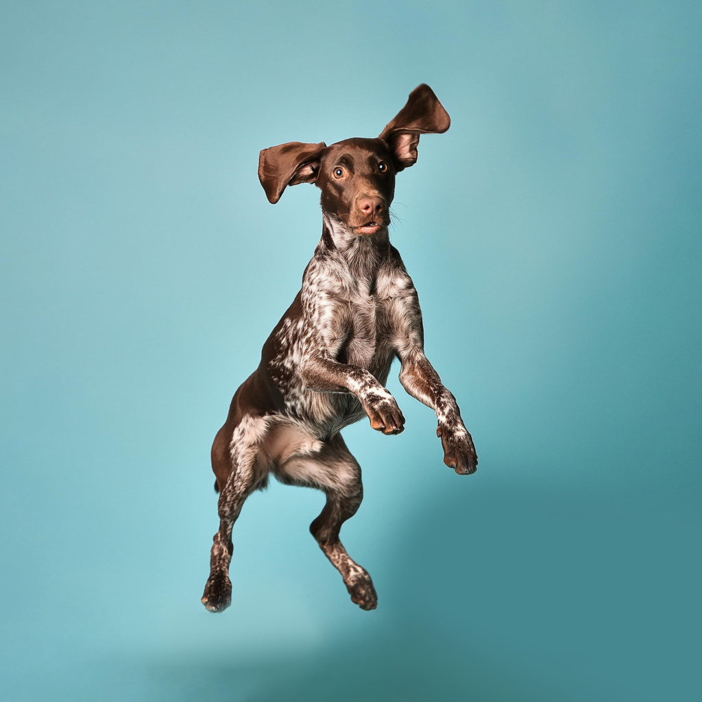 German Shorthaired Pointer